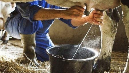 1 milyona yakın inek sütü toplandı